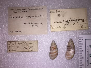 Media type: image; Malacology 57039 Description: 57039_Drymaeus_annulatus image;